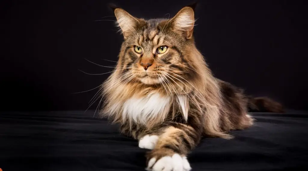 mainecoon kissa trimmaus pesu